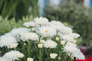 Cluster of white chrysanthemum flowers with yellow centers blooming in a lush green garden.