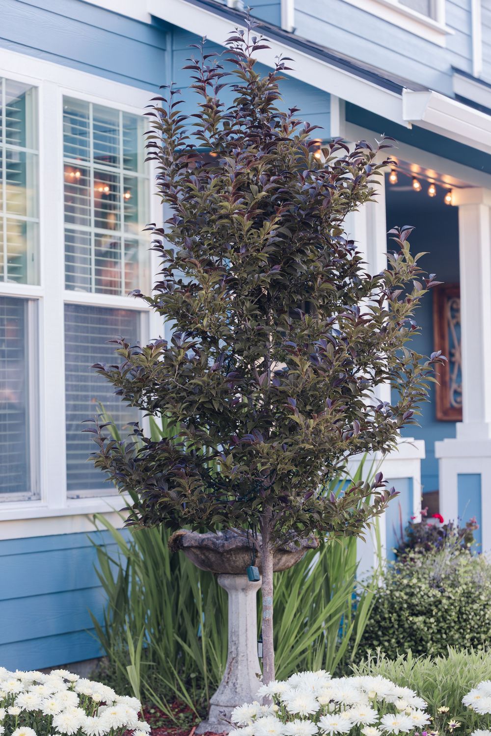 Dark purple ornamental tree beside bird bath in front of blue craftsman home.
