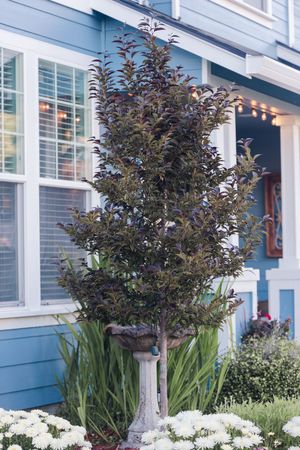 Dark purple ornamental tree beside bird bath in front of blue craftsman home.