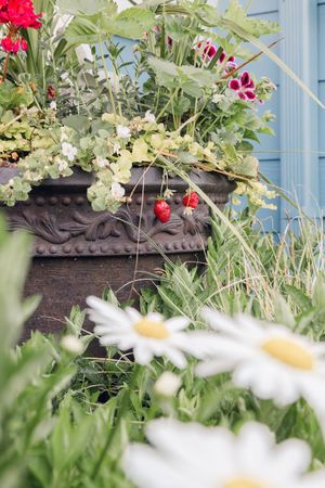 Ornate garden urn with strawberries and mixed flowers surrounded by daisies and greenery.