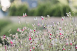 Delicate pink and white wildflowers blooming in a soft-focus garden landscape on a bright sunny day.