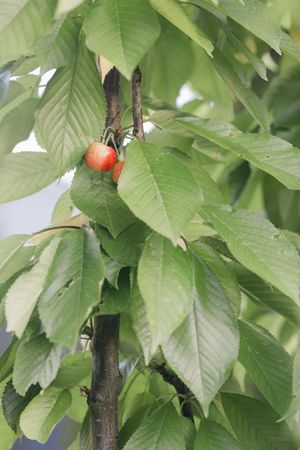 Cherry tree branch with ripening red cherries surrounded by lush green leaves.