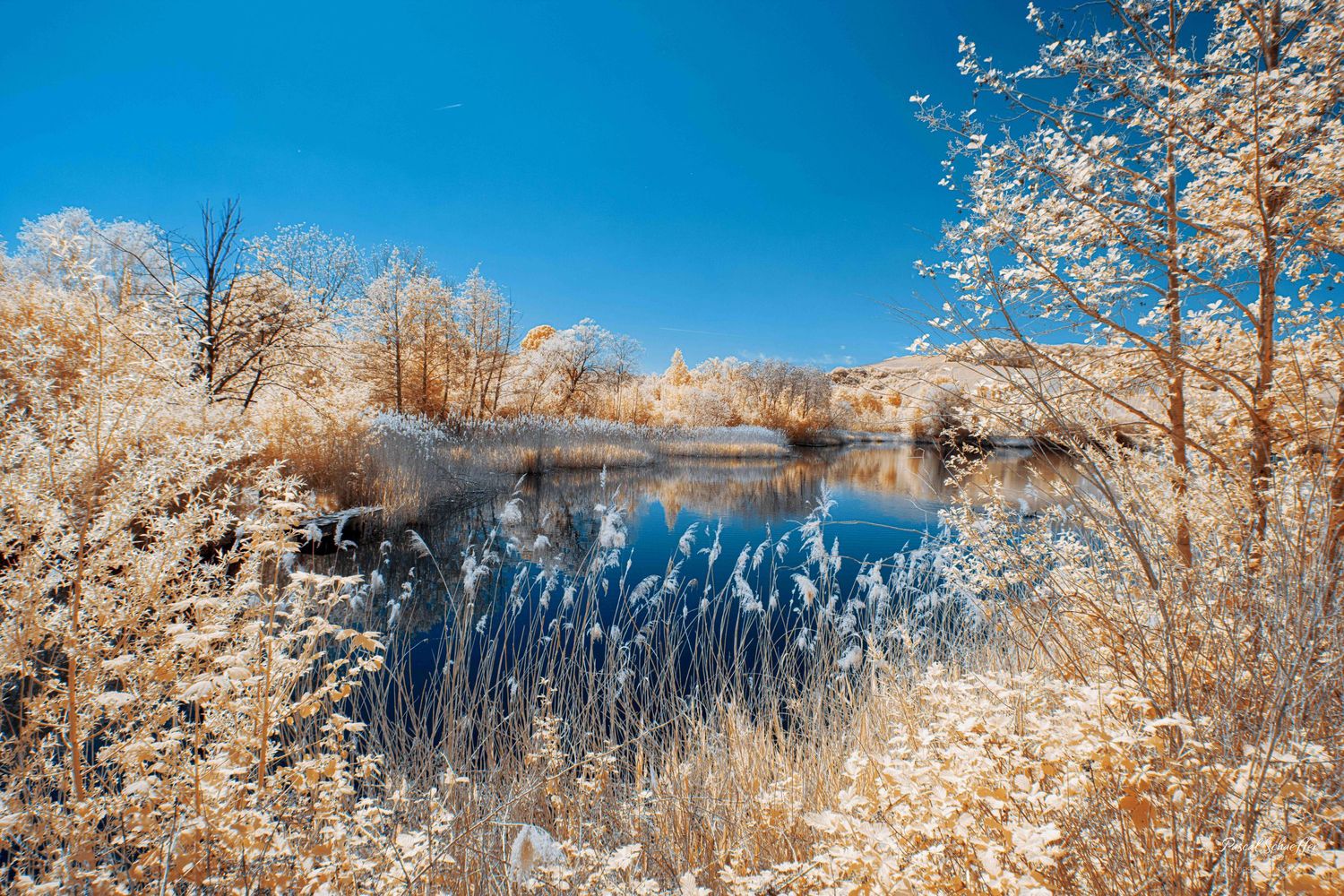 Infrared landscape photo of a pond with golden white foliage and blue sky.