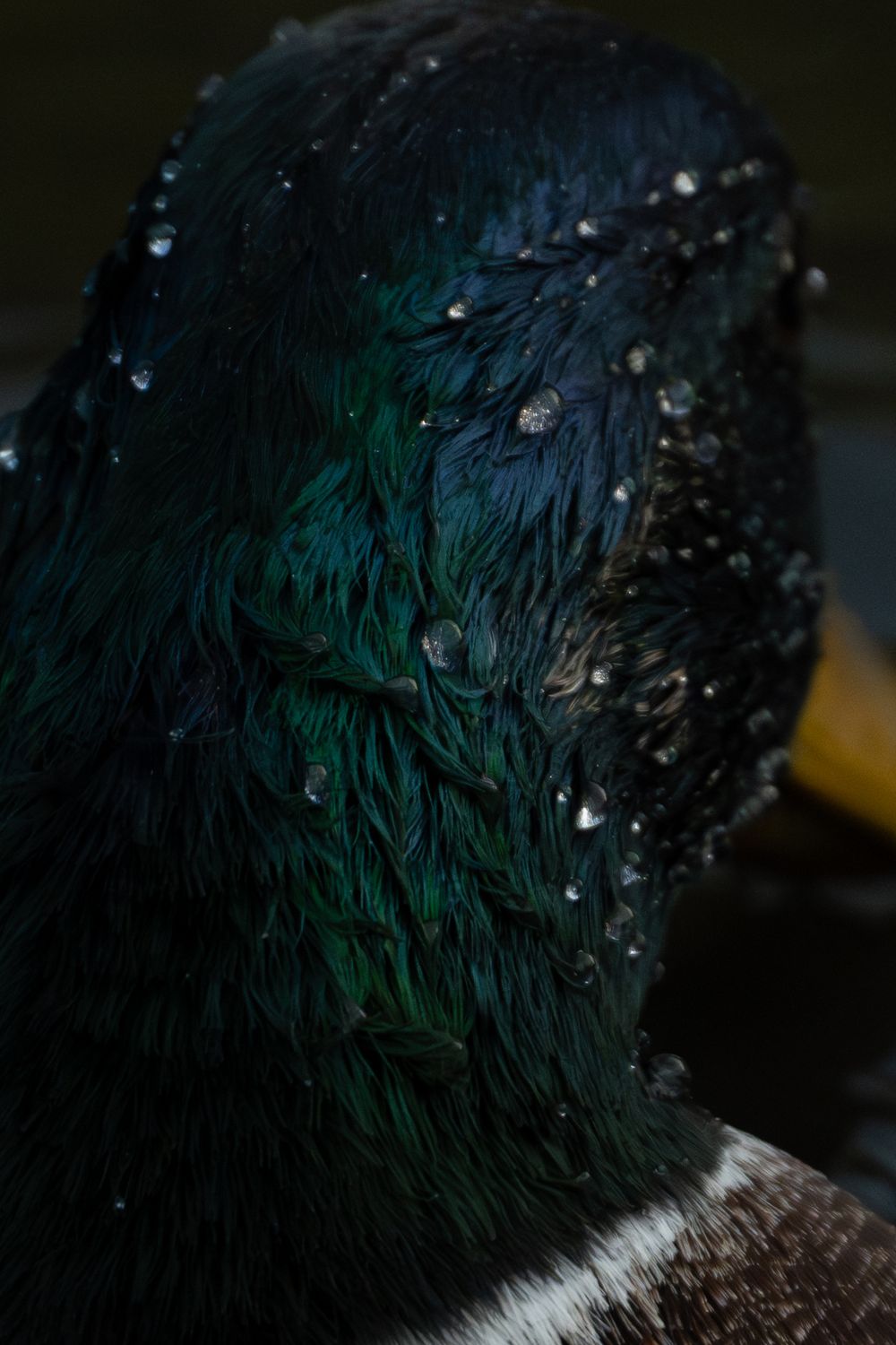 Mallard Duck at Lake Katherine (Illinois).