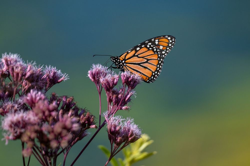 Monarch Butterfly in Chicago, IL.