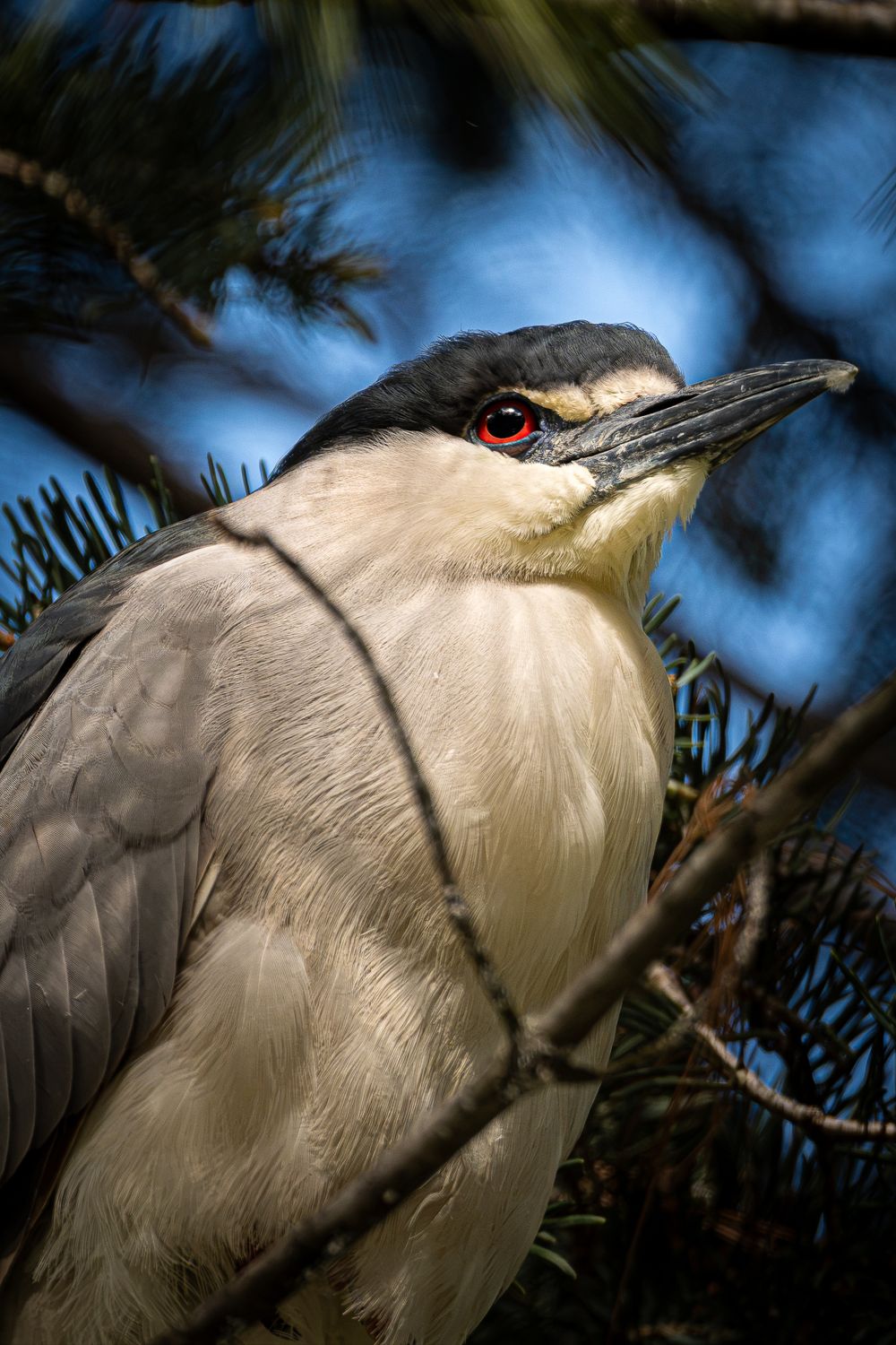 Black Crowned Night Heron in Chicago, IL