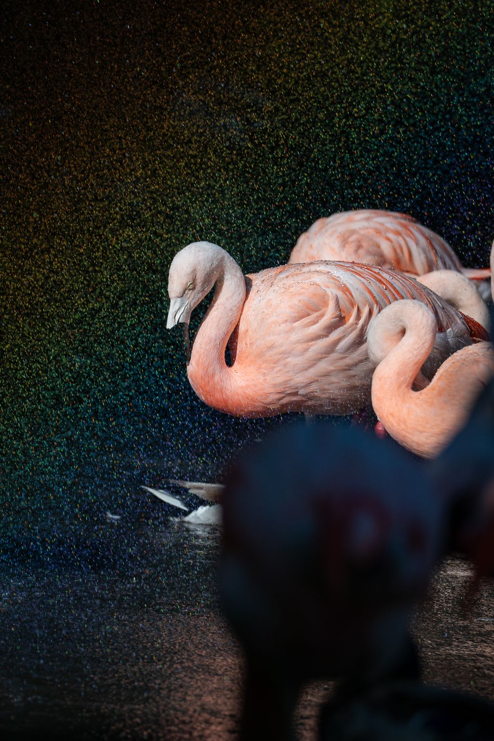 Chilean Flamingo in Lincoln Park Zoo (Chicago, IL).