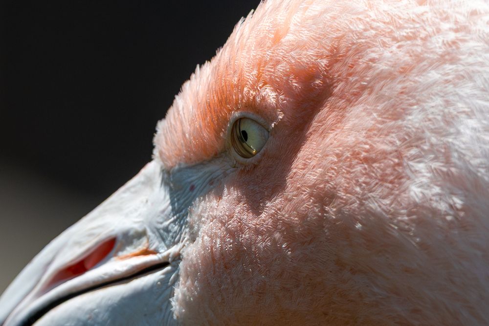 Chilean Flamingo in Lincoln Park Zoo (Chicago, IL).