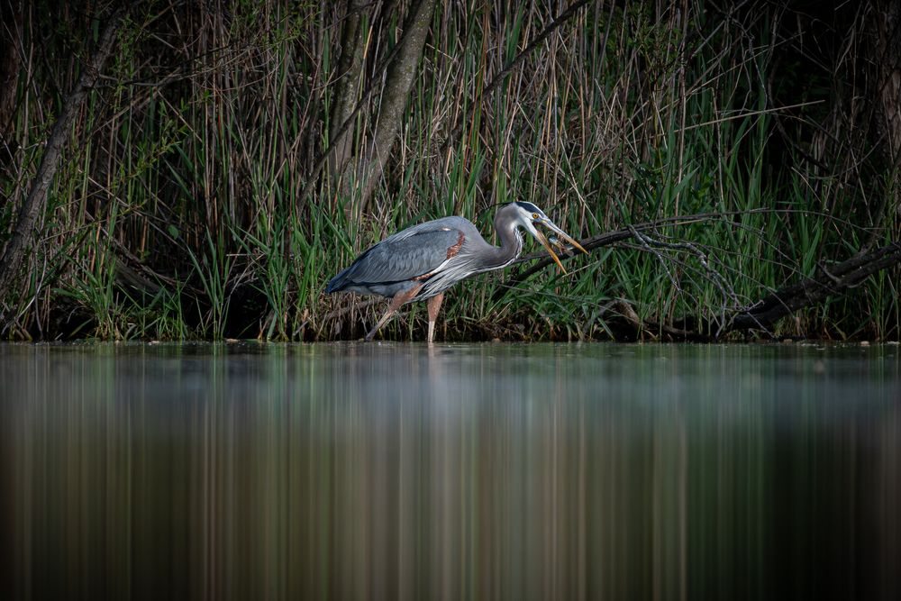 Great Blue Heron in Tinley Park, IL.