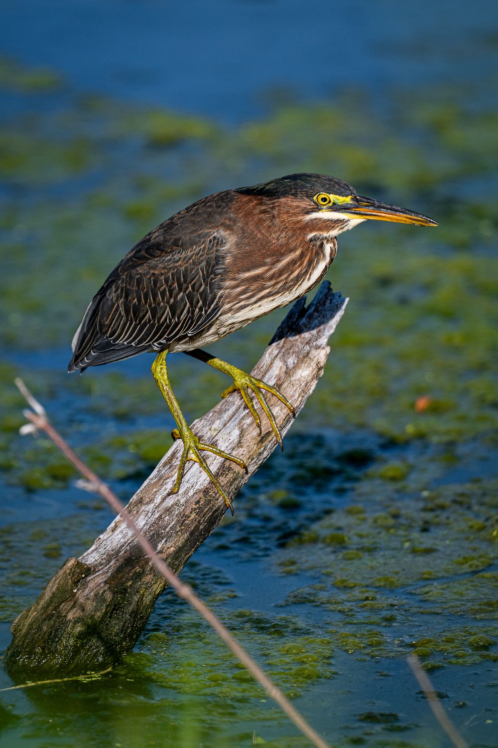 Green Heron in Chicago, IL.