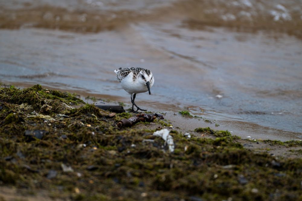 Sanderling at Montrose Beach (Chicago, IL).