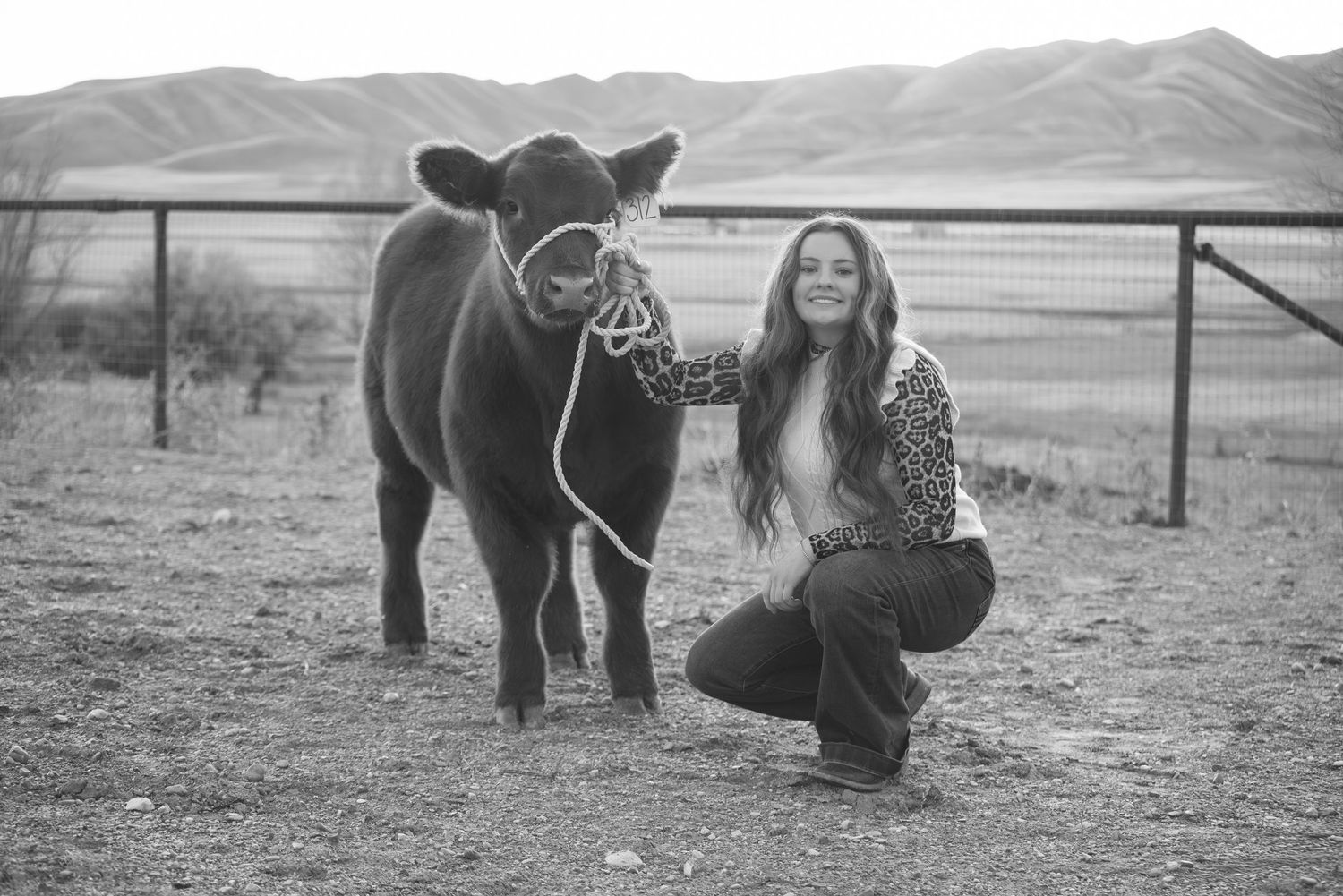 stock show livestock photos in tremonton Utah. show steer