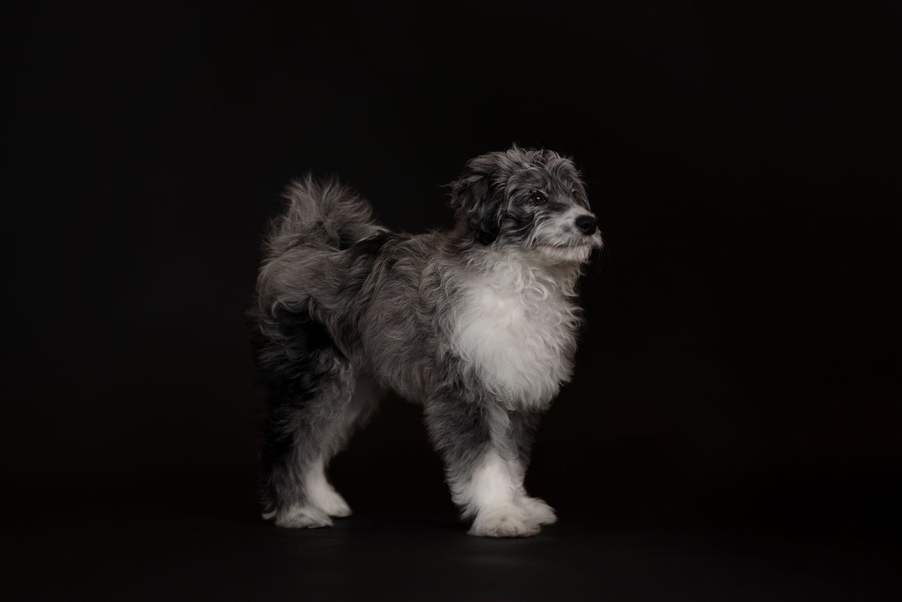 A fluffy black and white puppy stands against a dark background in a professional studio portrait photo. Rouse hill pet photographer