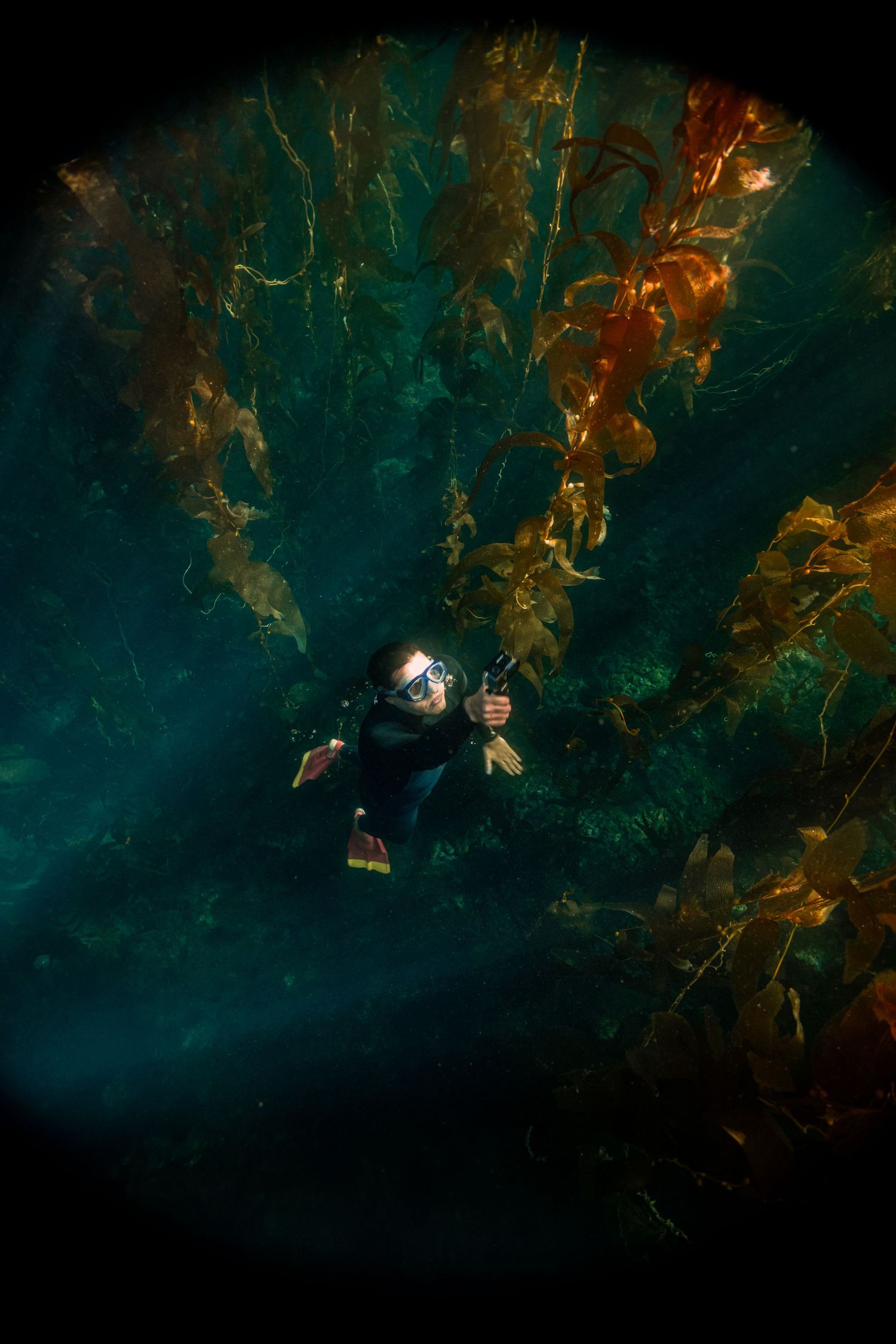Scuba diver exploring a vibrant underwater kelp forest with colorful seaweed and rays of light.