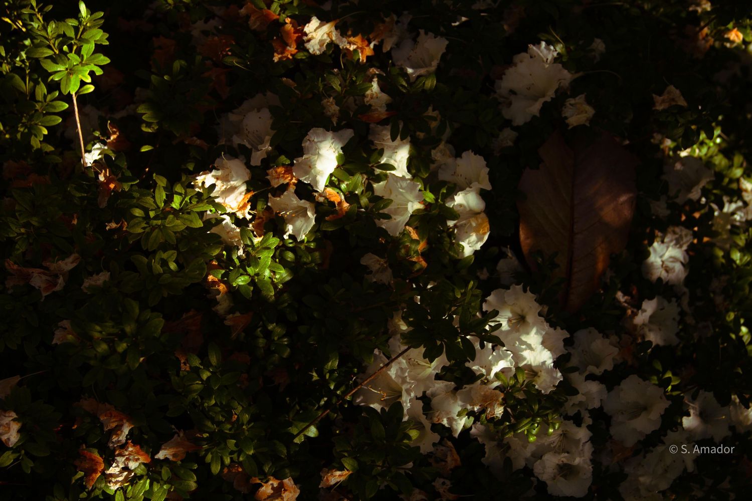 White flowers illuminated at night against dark green foliage in a dramatic garden photography shot.