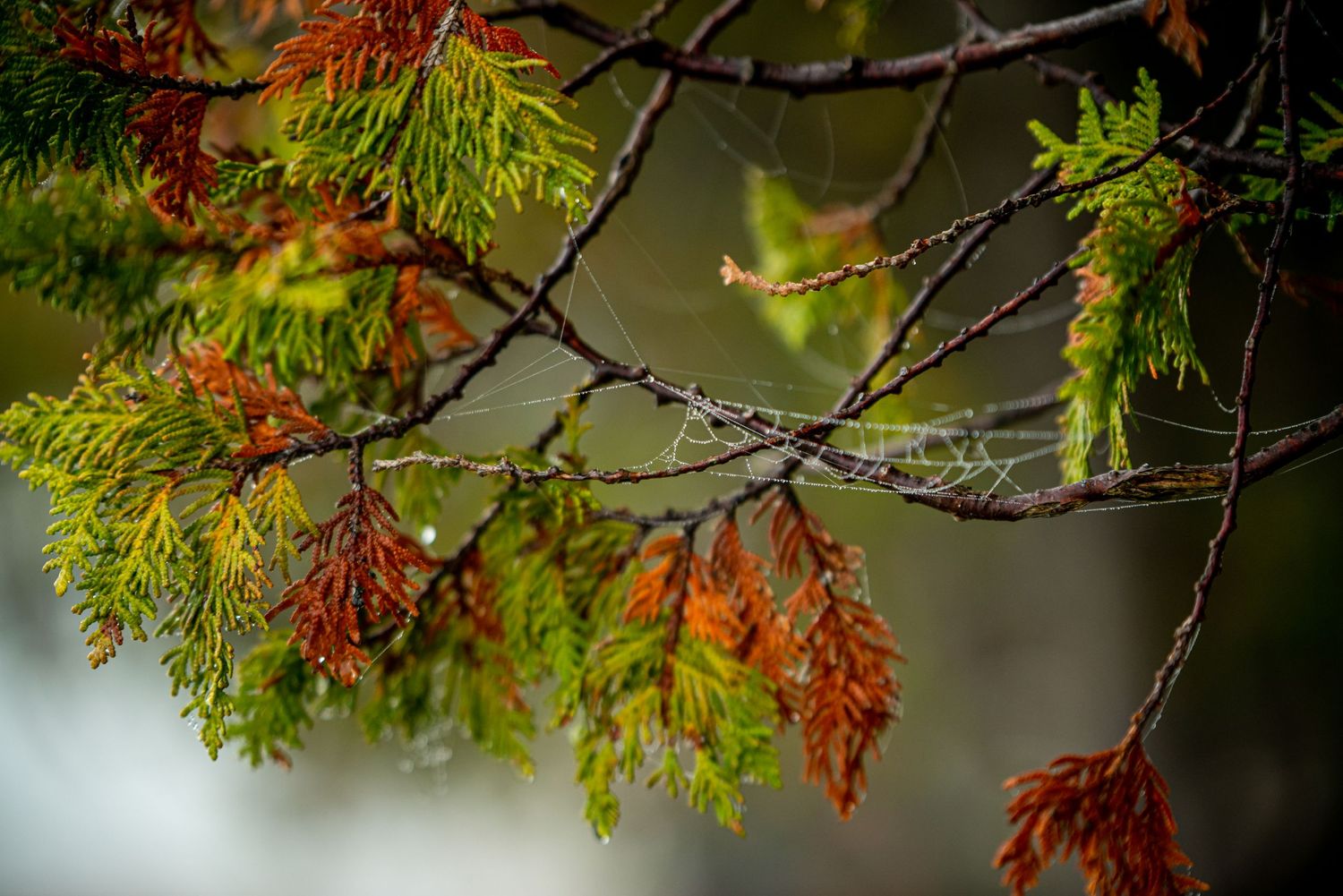 Autumn tree branches with colorful leaves transitioning from green to orange and red, with delicate spider webs in soft light.