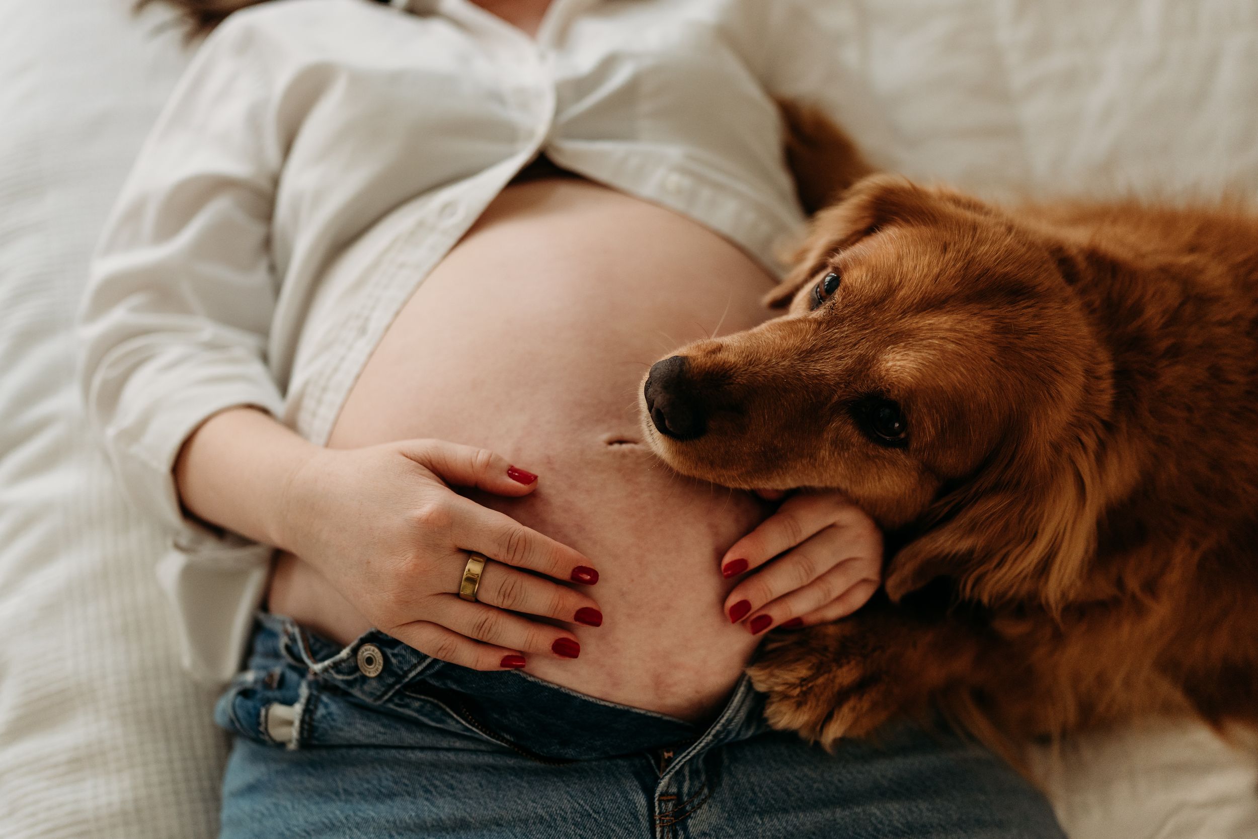 Pregnant woman in jeans resting with a golden retriever dog nuzzling her bare baby bump on a white bed.