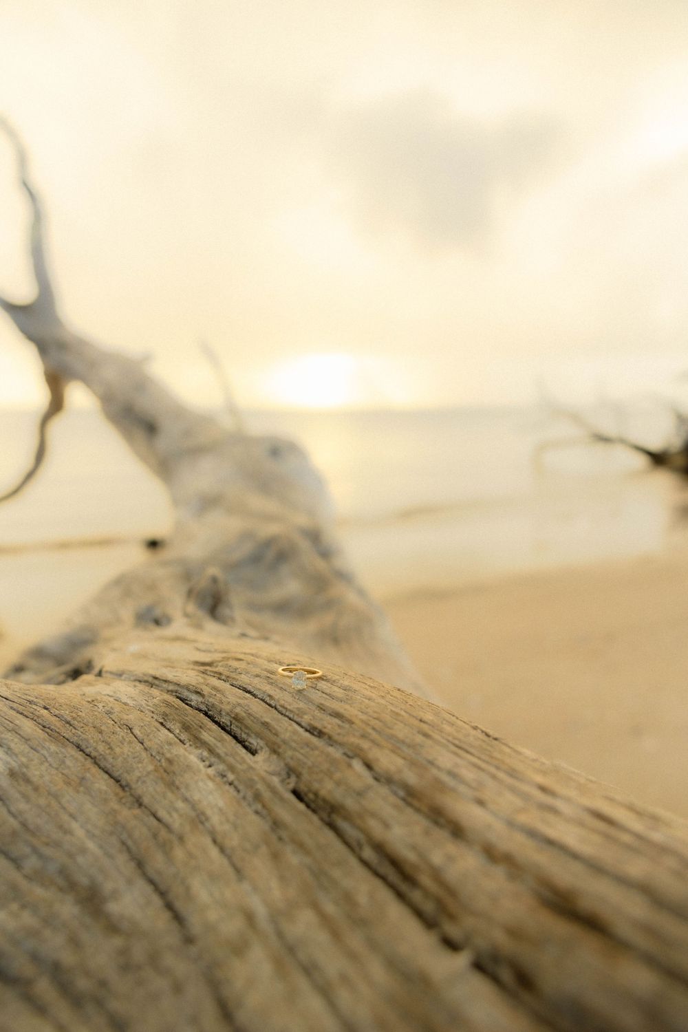 Close-up of weathered driftwood log on sandy beach at golden sunset.