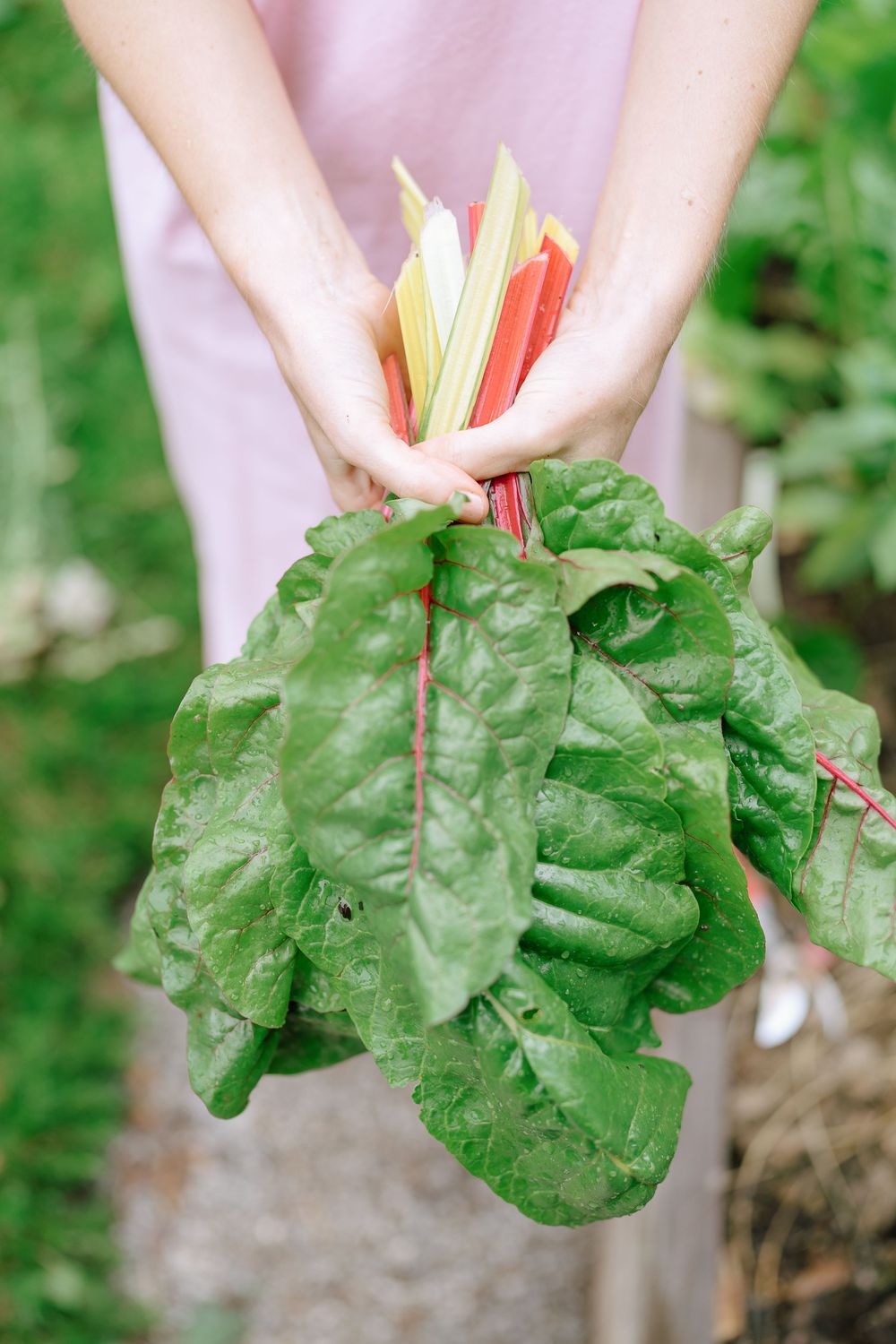 Hands holding a fresh bunch of rainbow chard with colorful stems.