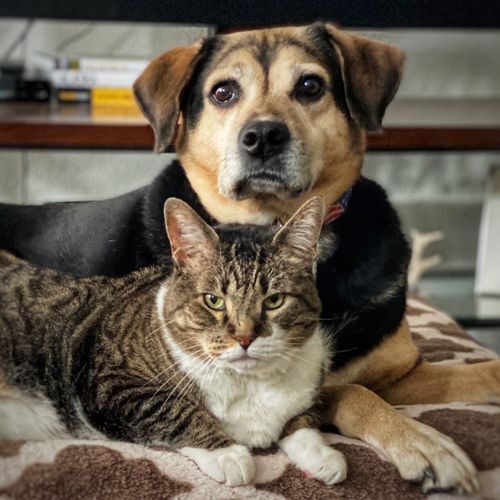 Dog and cat best friends.