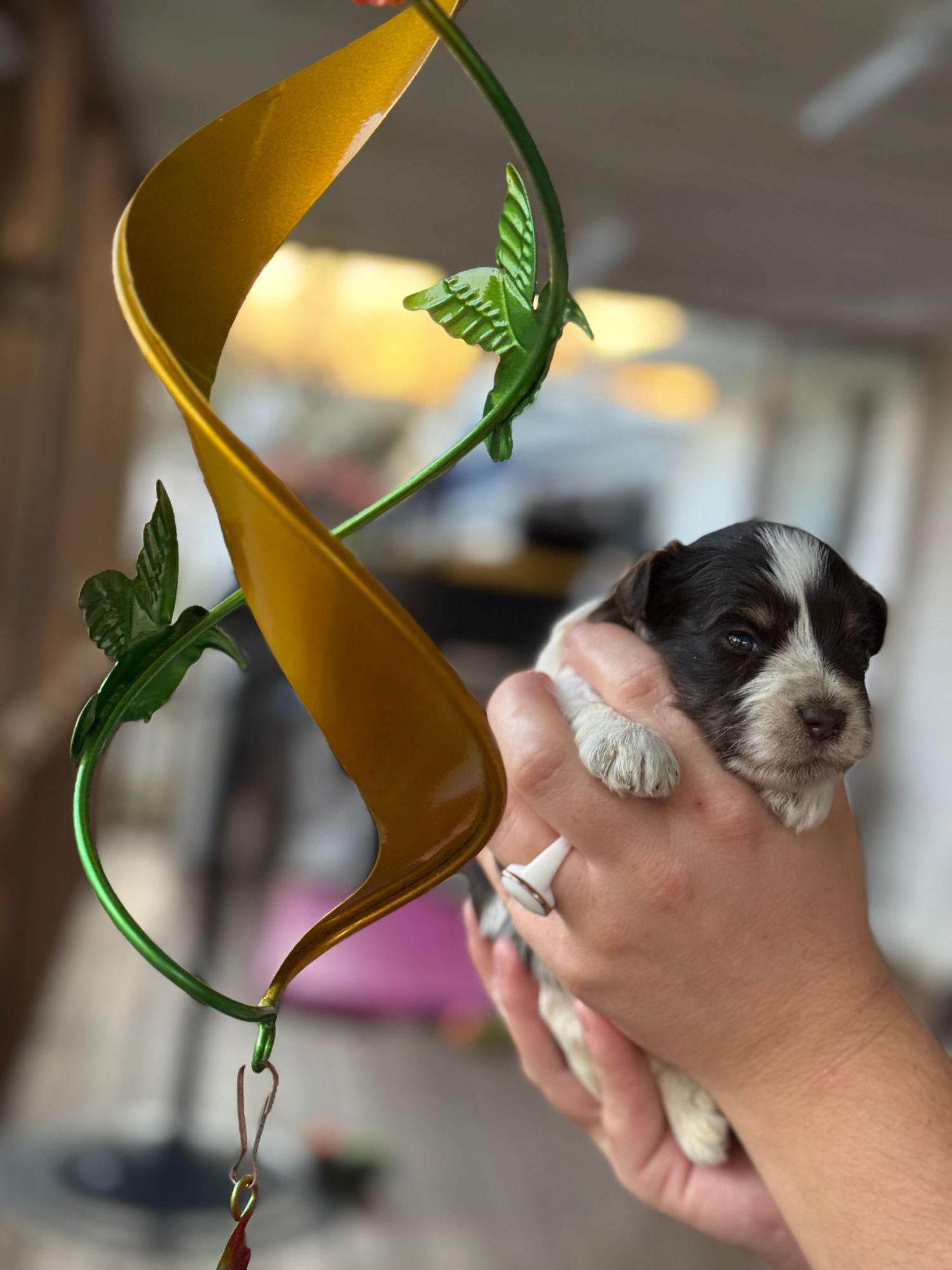 Mini Schnauzer puppies