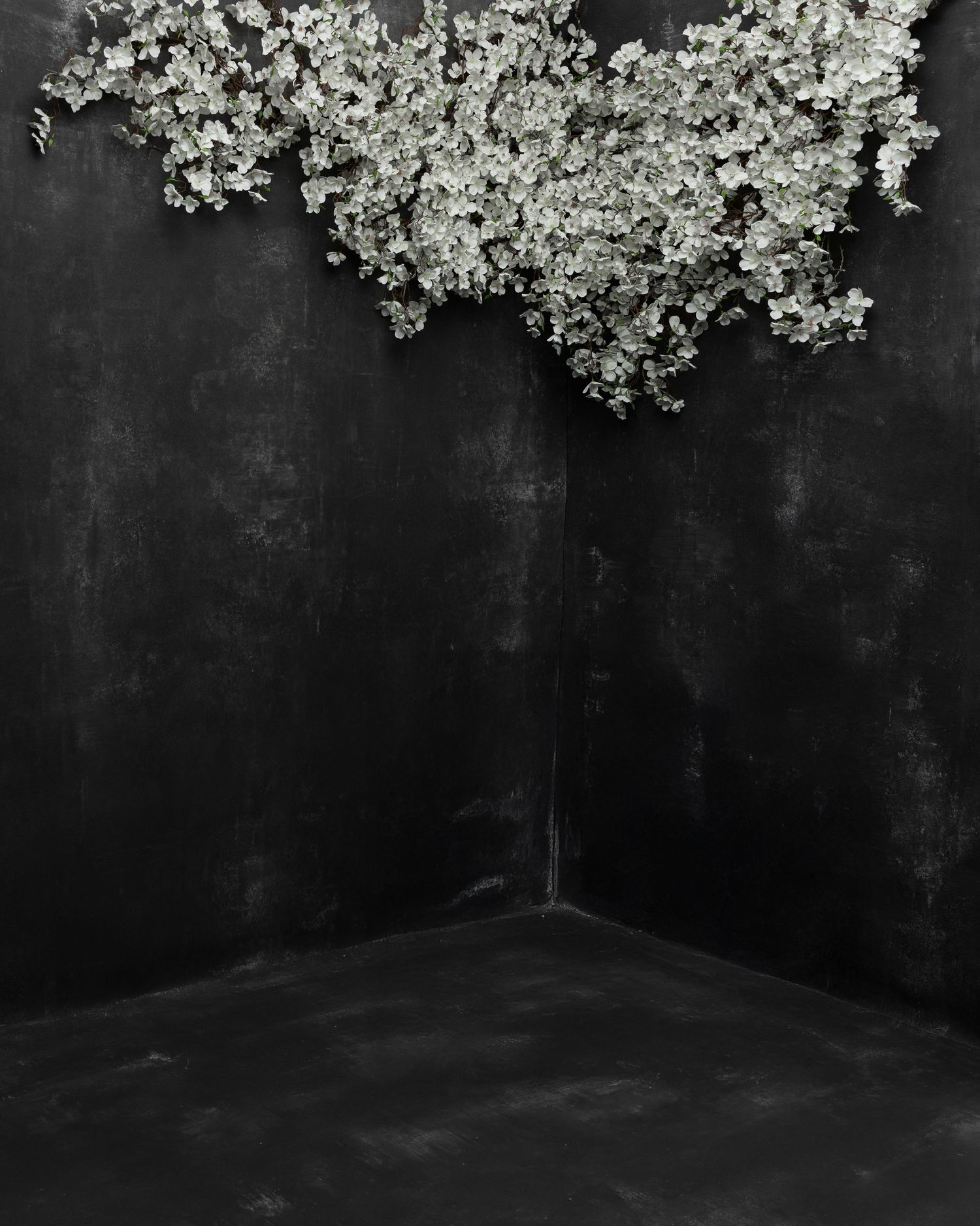 Delicate white cherry blossoms hang over a dark corner against a black background creating dramatic contrast.