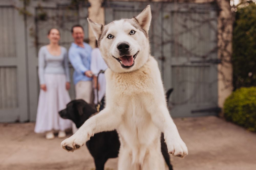 White husky dog smiling and running in a garden courtyard while being photographed during golden hour.