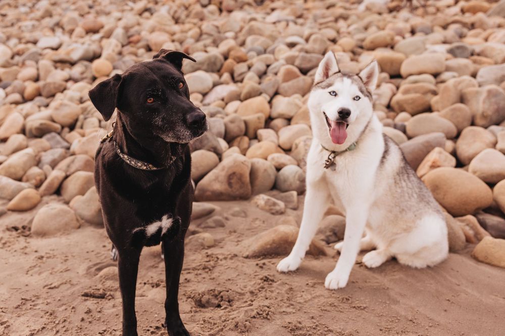 Black and white dogs playing and lounging together on a rocky beach with pebbles and stones.