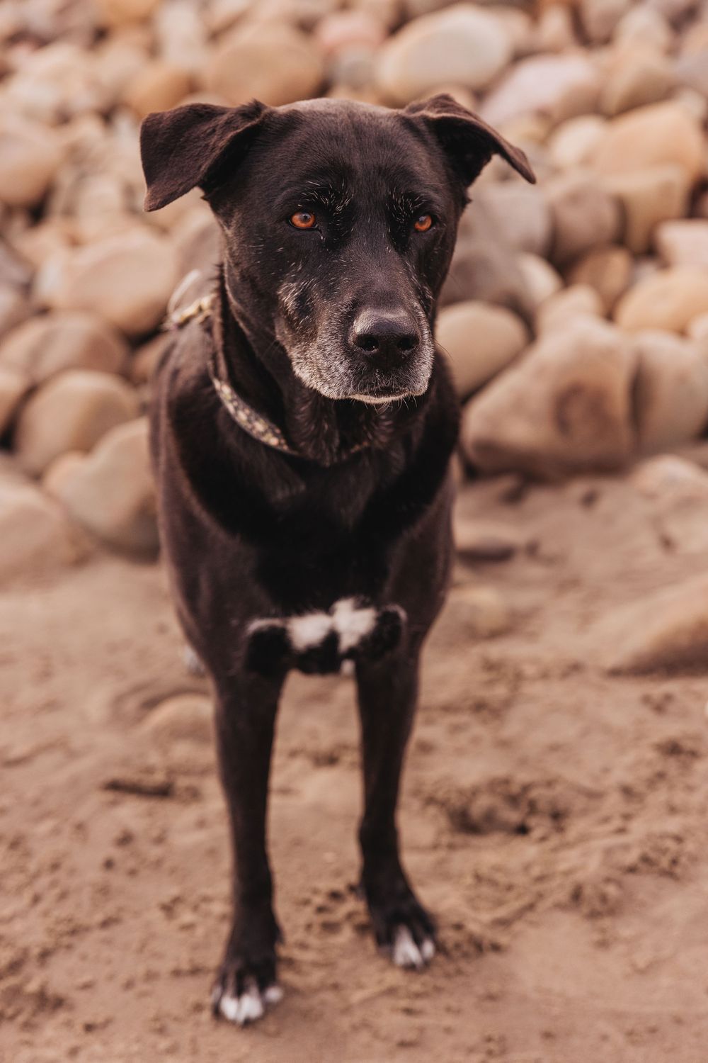 A black mixed-breed dog with white markings stands alertly on sandy ground with rocks in the background.