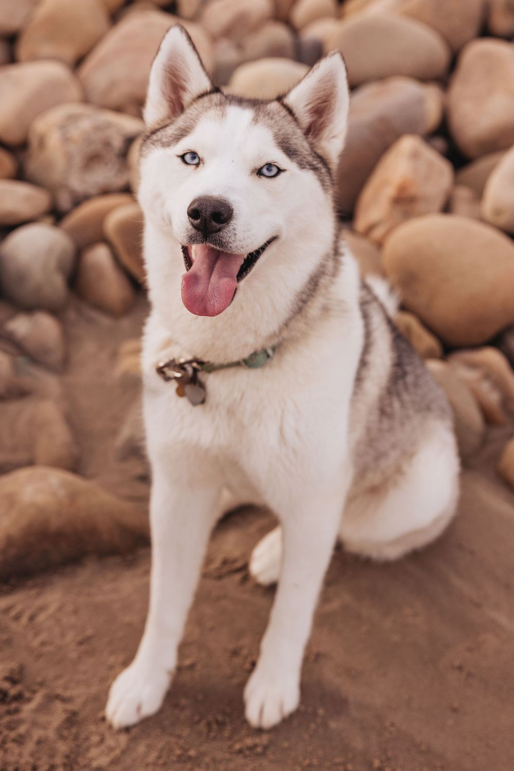 A happy Siberian Husky with bright blue eyes sits on rocky terrain with a playful expression.