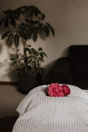 A pink rose lies atop a white textured cushion with houseplants visible in the dark background.