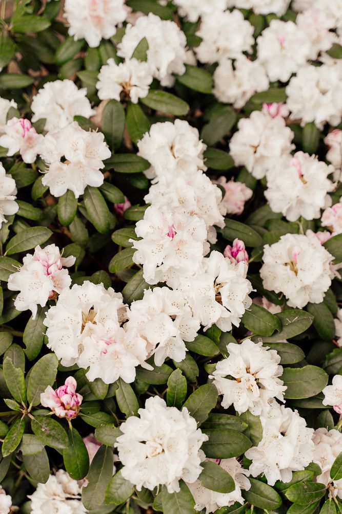 A cluster of delicate white rhododendron flowers with pink accents blooming among dark green foliage.