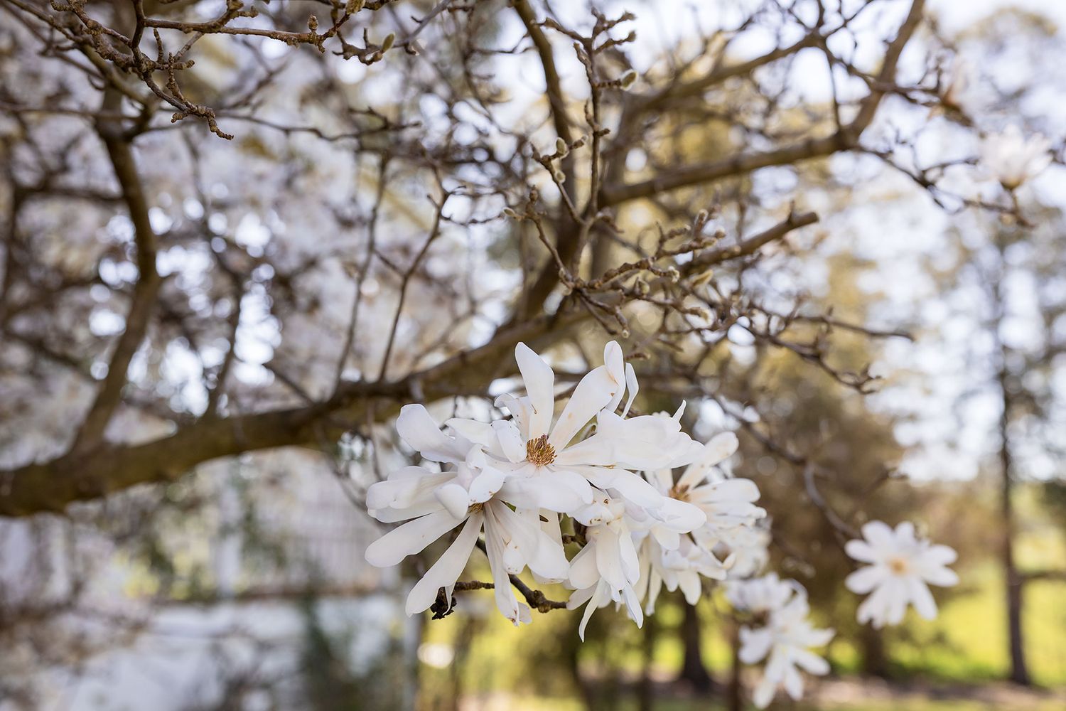Delicate white magnolia blossoms blooming on tree branches against a soft blurred background in springtime at Kimo Estate Gundagai.