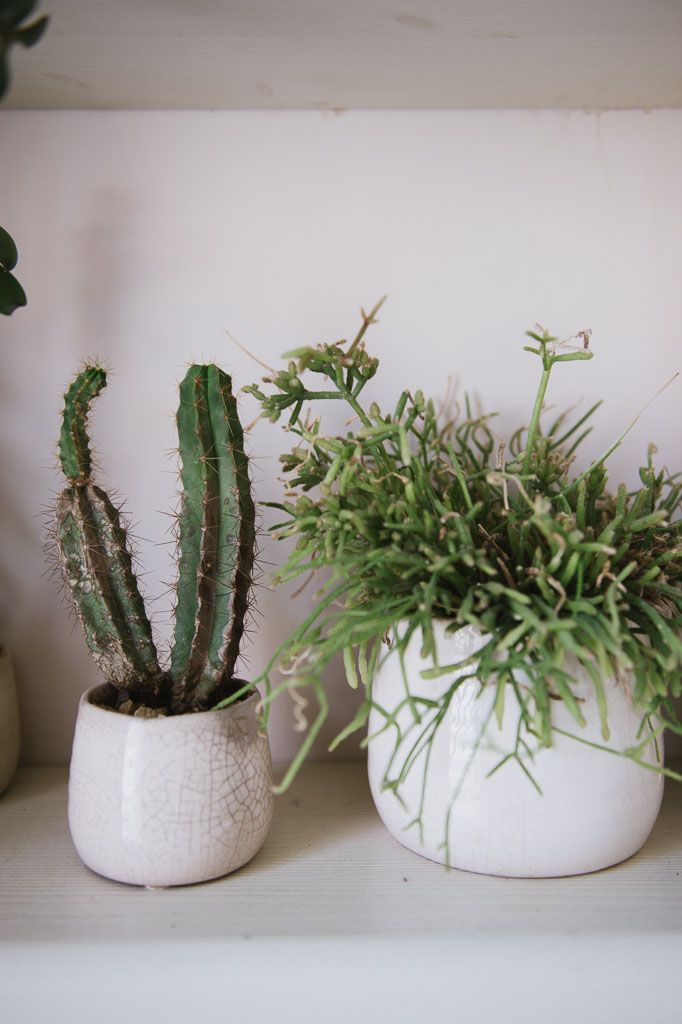 Small potted cacti and succulent plants arranged in white ceramic planters on a white shelf.