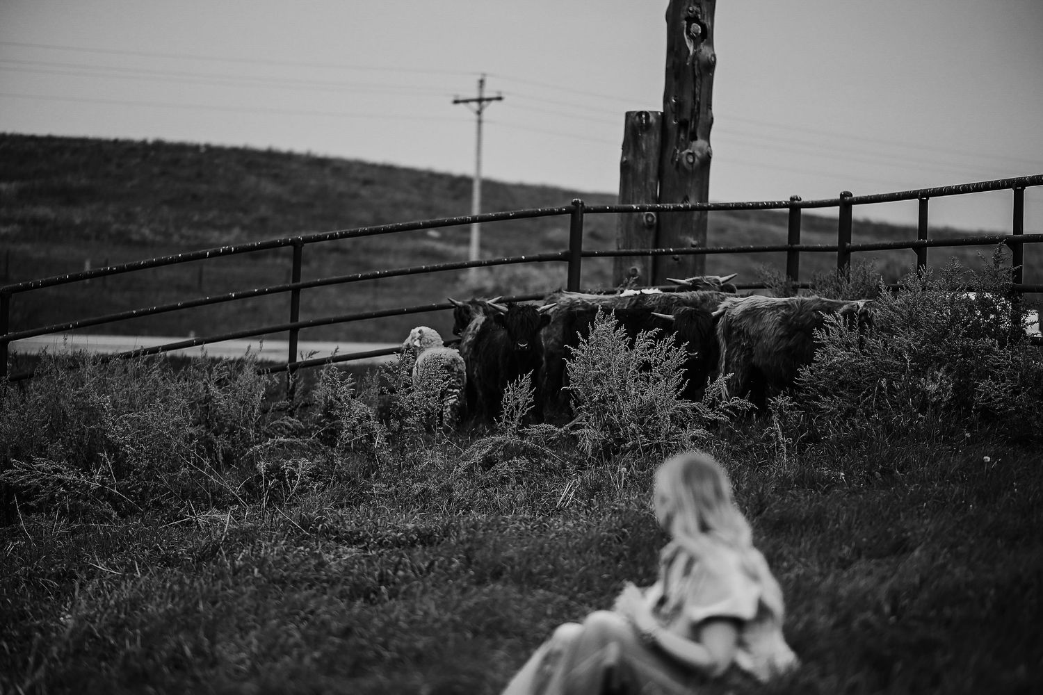 A black and white panoramic view shows a wooden fence stretching across rolling hills in a rural landscape.