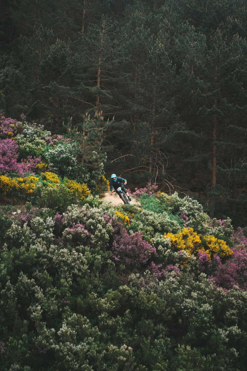 Colorful garden landscape with vibrant yellow and purple flowers blooming against a dark pine forest backdrop.