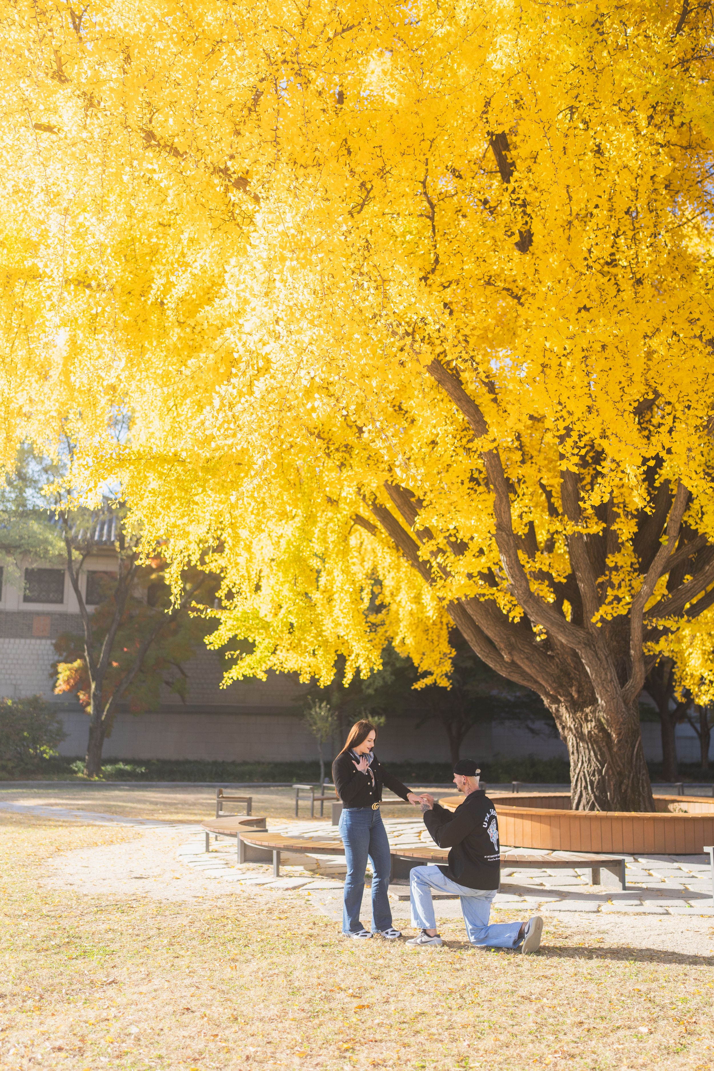 A couple shares a romantic moment under a vibrant yellow ginkgo tree in autumn.