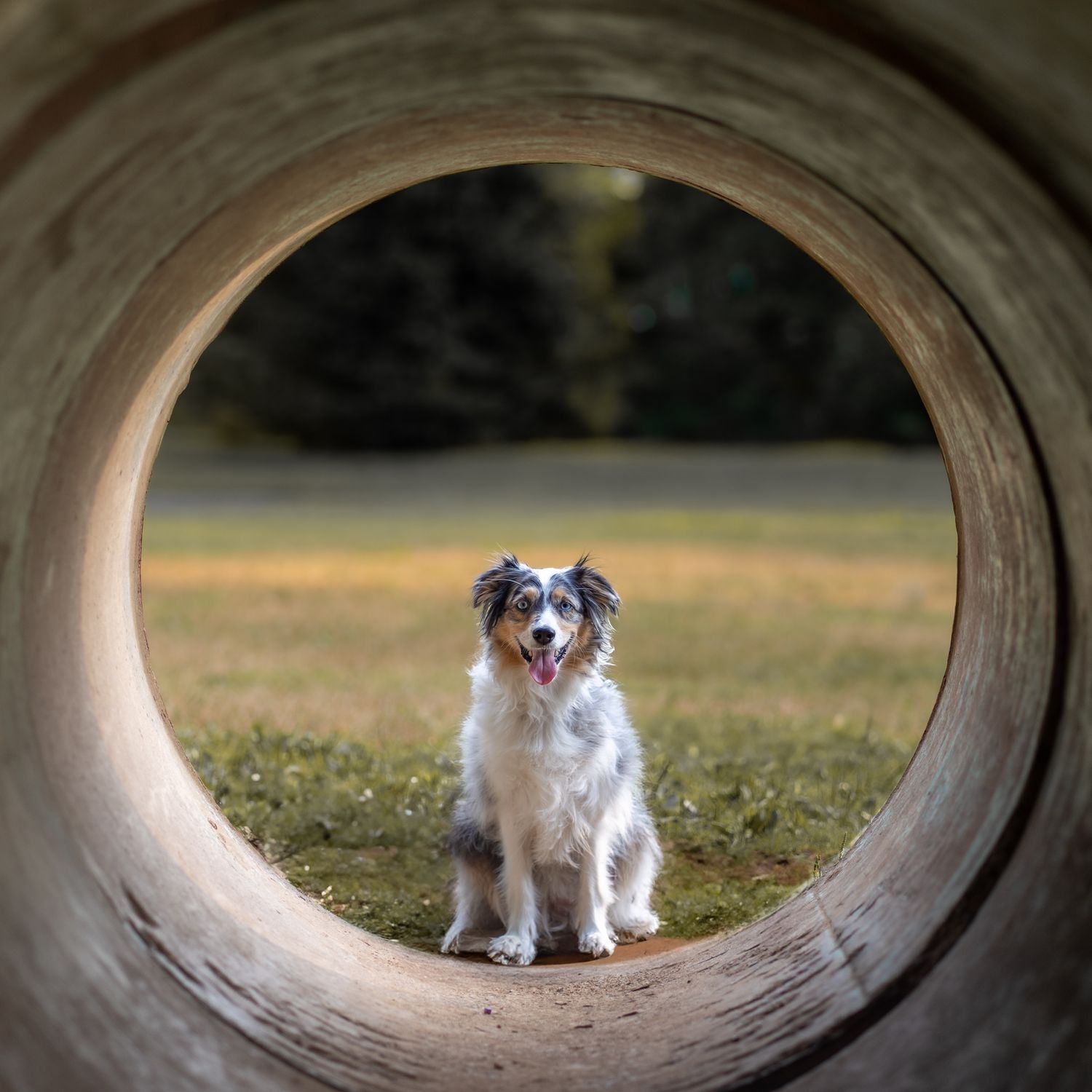Mini Australian Shepherd portrait