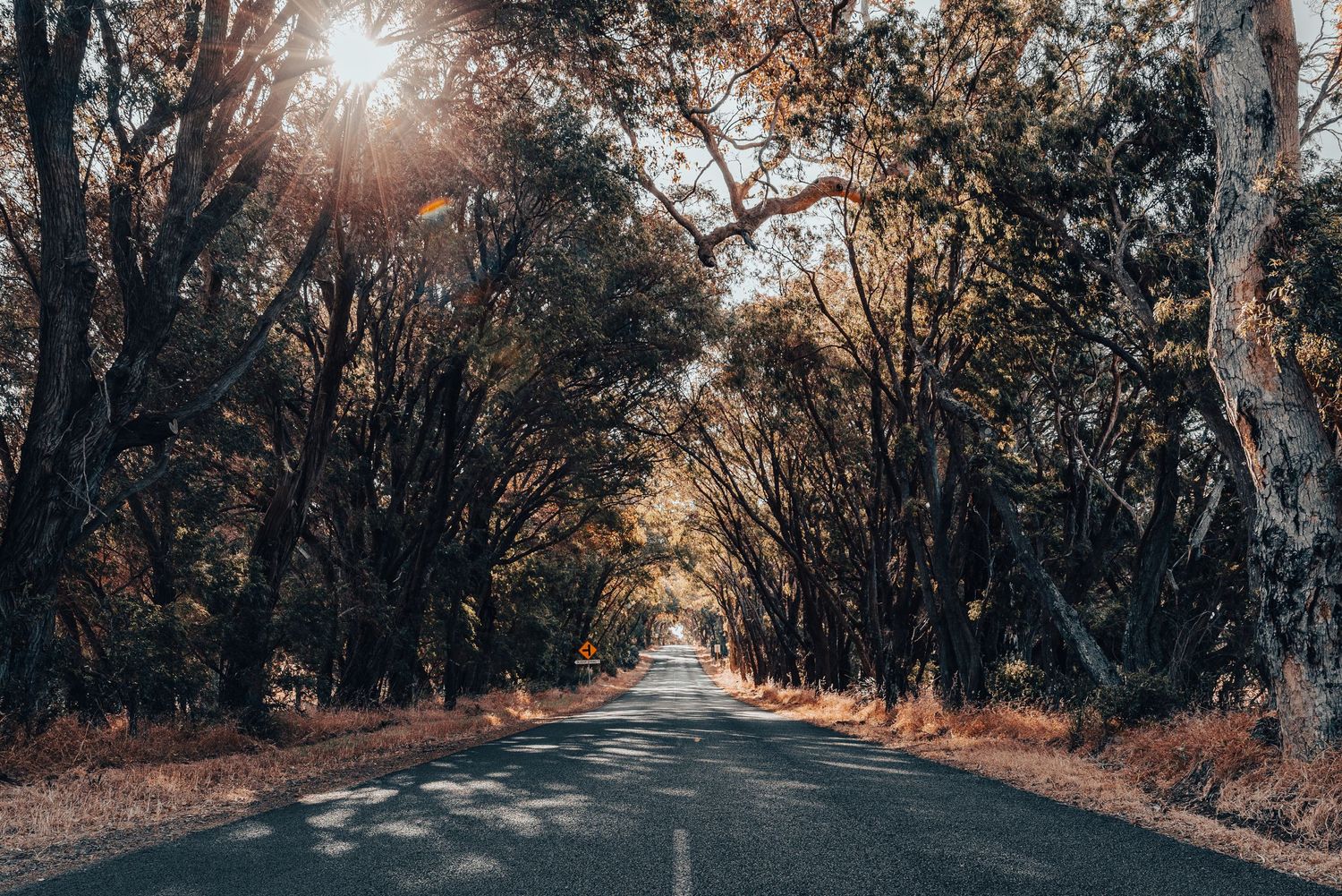 A tree-lined country road with sunlight streaming through the branches creating a tunnel effect.