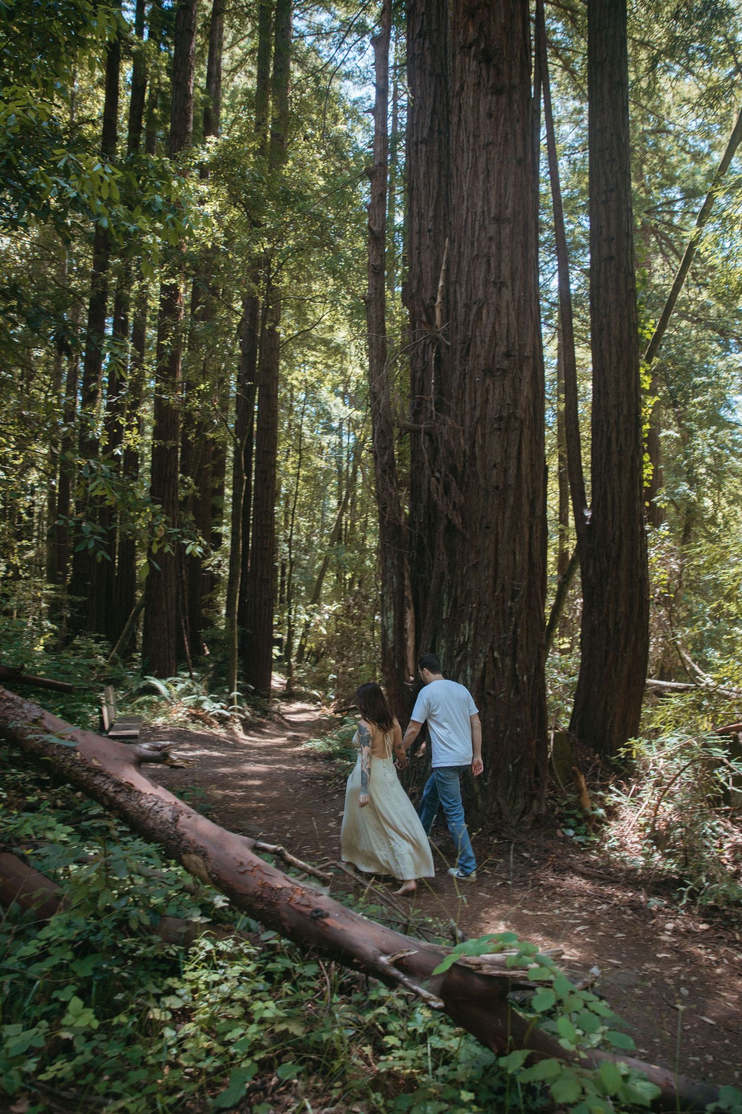 A couple walks together on a serene forest path among ancient redwood trees.