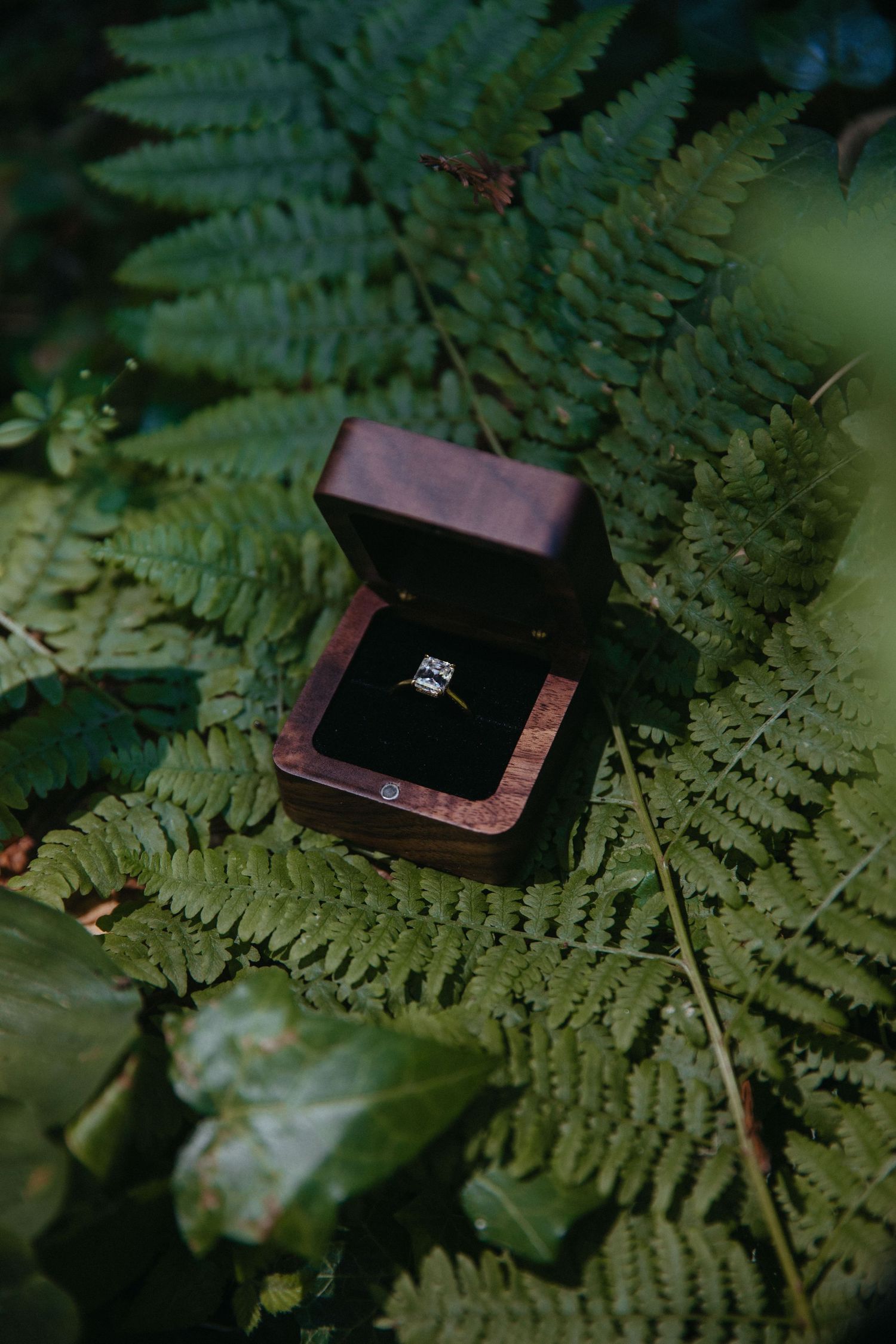 A diamond engagement ring in a wooden box sits atop green fern leaves.
