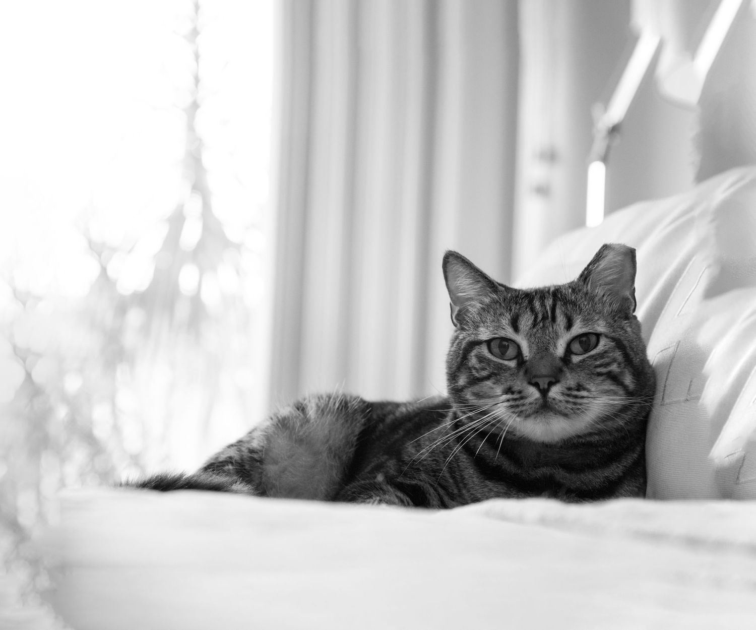 black and white image of a cat during a pet photography session