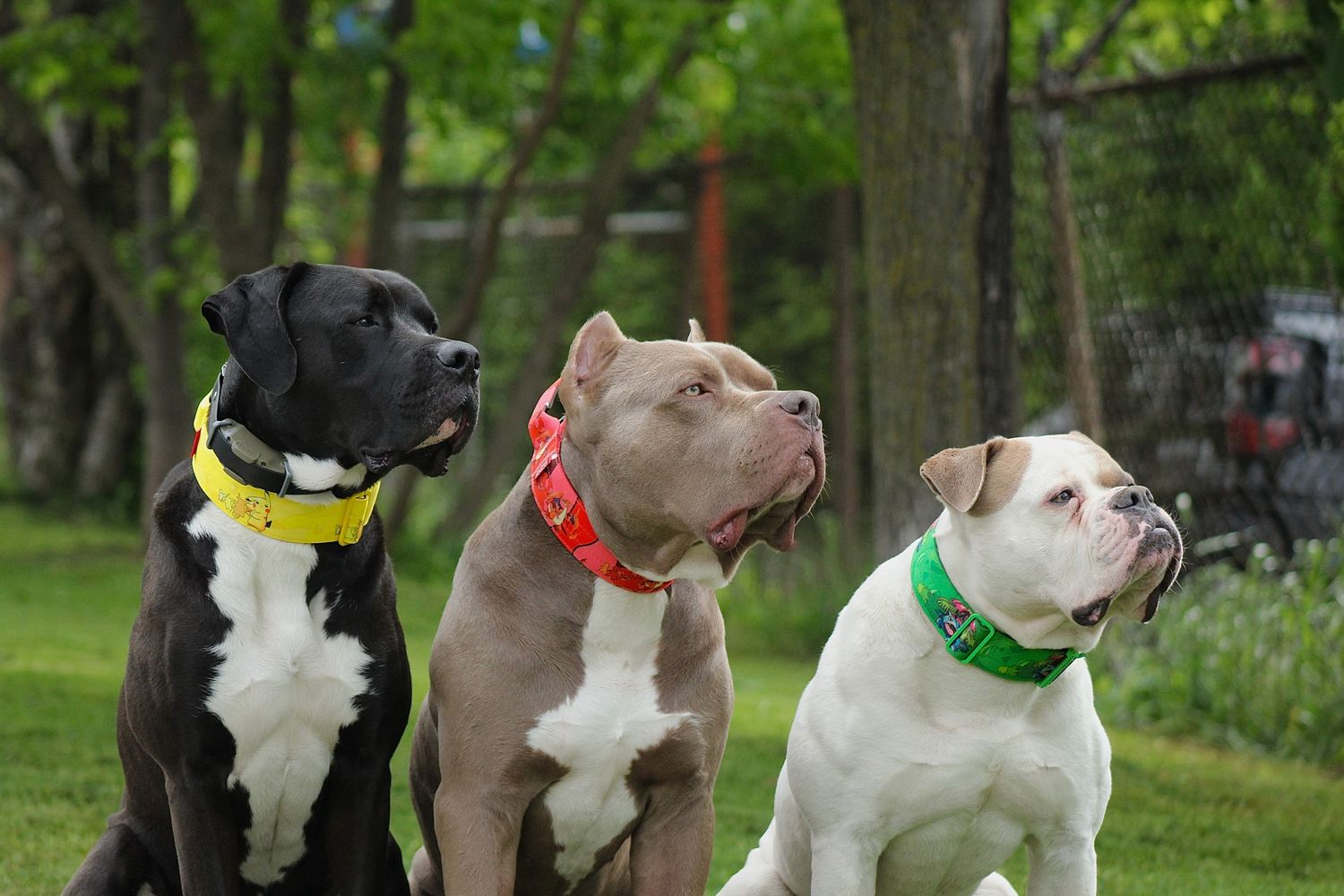 American bulldog protraits