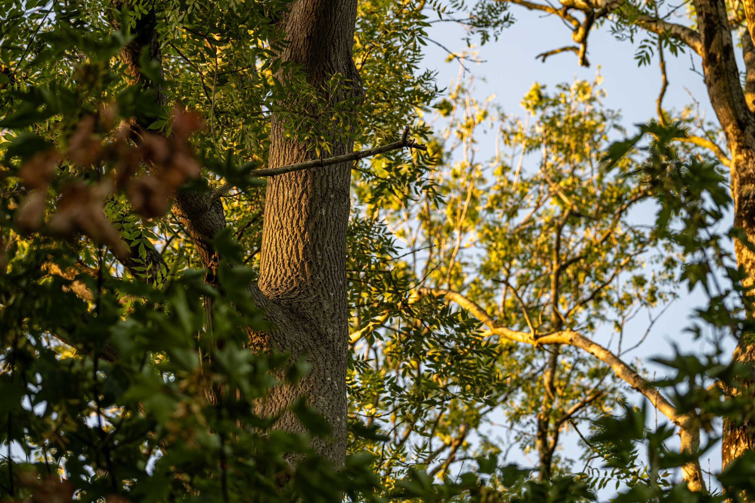 The sun hitting a tree with vibrant orange colours in a forest.