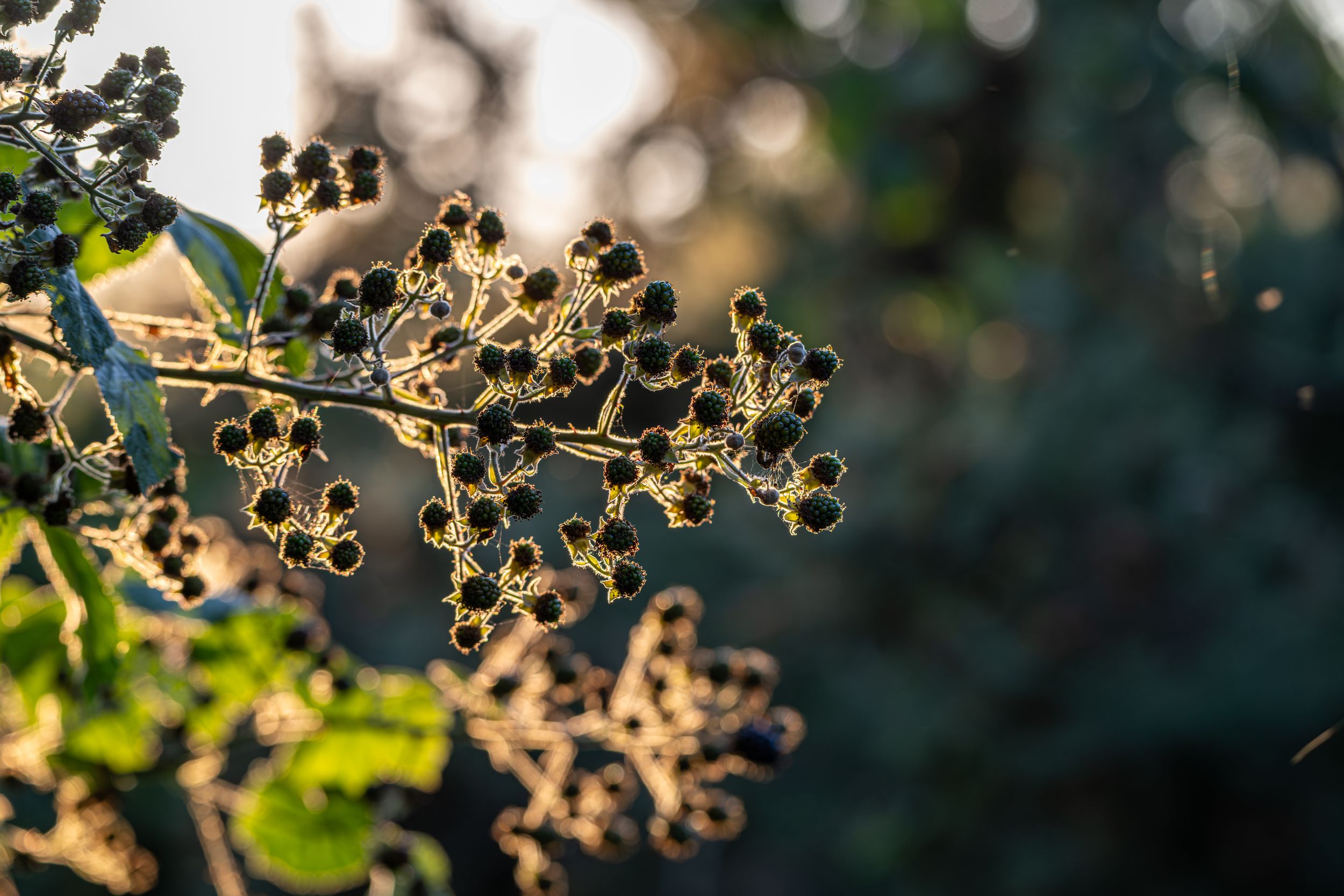 The sun hitting some plants with vibrant orange colours in a forest.