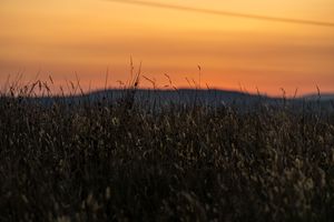 A vibrant orange sunset shows in the background, with some foliage in the foreground.