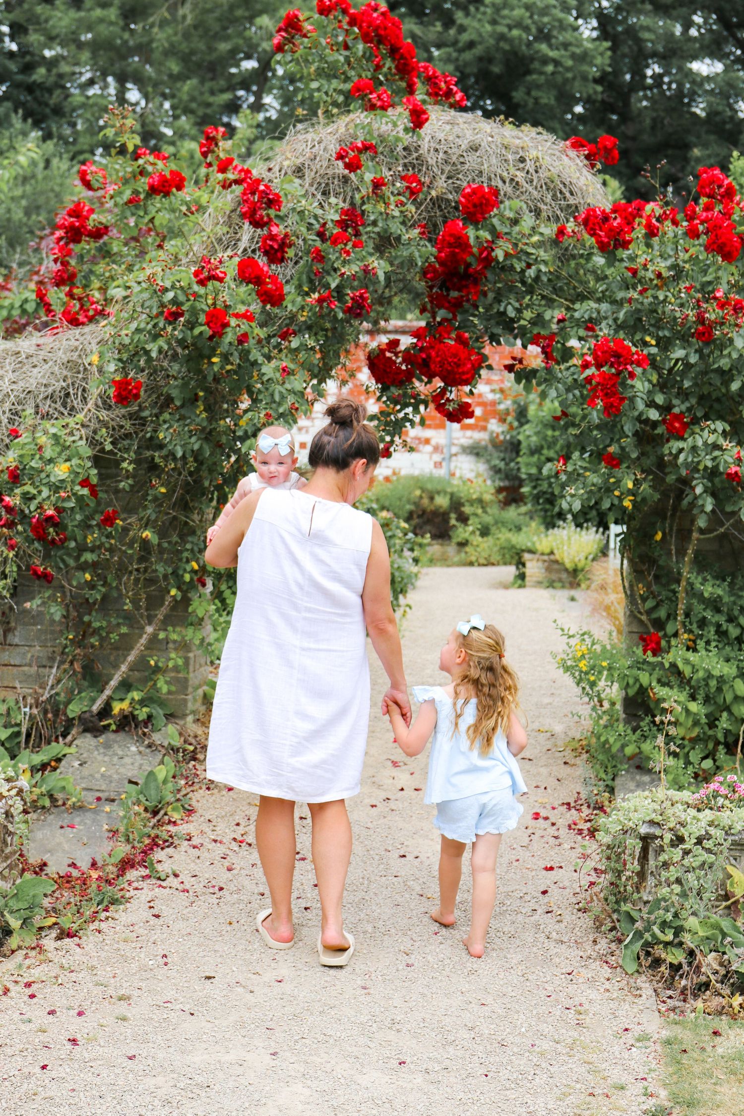 A baby wearing white is lifted up against a background of blooming red and white roses in a garden, during family shoot in Derbyshire