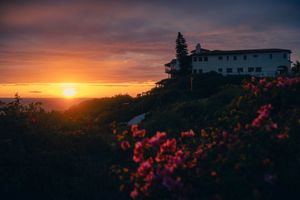 Row of vibrant pink roses silhouetted against a dramatic orange and purple sunset sky with distant buildings.