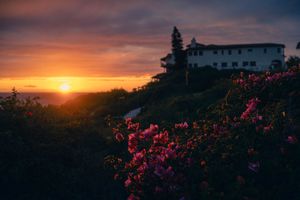 Pink flowers bloom near a hilltop building as the sun sets dramatically in the background.