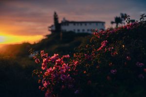 Pink flowers bloom on a hillside at sunset with a white building silhouetted against the colorful sky.